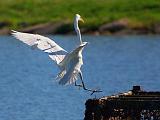 The Egret Is Landing_45302